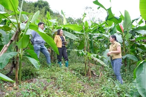 Cán bộ xã Bạch Đằng đến tìm hiểu mô hình trồng cây chuối hoa đỏ của gia đình anh Bàn Tòn Nhì.