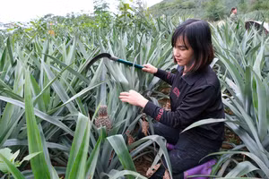 Gia đình chị Vi Thị Thà, xóm Bản Sẳng, xã Bạch Đằng thu nhập gần 200 triệu đồng/năm nhờ cây dứa.