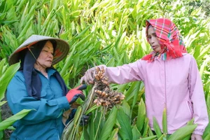 Người dân xã Phong Quang (Thái Nguyên) có thu nhập ổn định, thoát nghèo nhờ trồng nghệ.