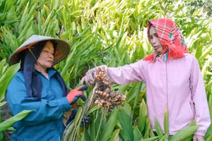 Người dân xã Phong Quang (Thái Nguyên) có thu nhập ổn định, thoát nghèo nhờ trồng nghệ.