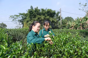 Bà Đào Thanh Hảo, Giám đốc HTX chè Hảo Đạt, kiểm tra vùng chè nguyên liệu của HTX.