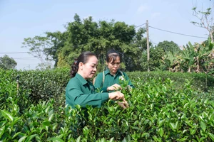 Bà Đào Thanh Hảo, Giám đốc HTX chè Hảo Đạt, kiểm tra vùng chè nguyên liệu của HTX.