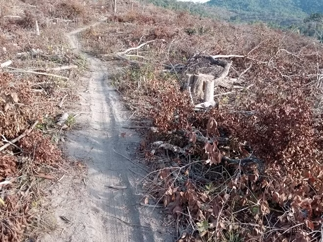 Hiện trường vụ phá rừng. Ảnh minh họa, theo CAND