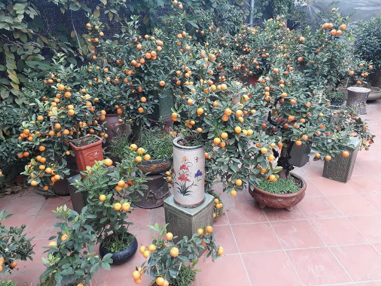 Một góc vườn khác vườn ở quất Dương Gia, Từ Liêm, Hà Nội.