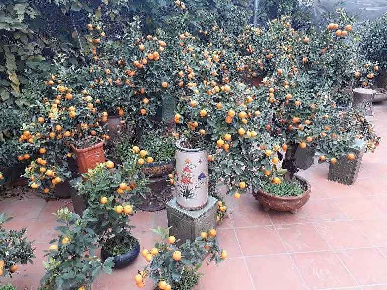 Một góc vườn khác vườn ở quất Dương Gia, Từ Liêm, Hà Nội.