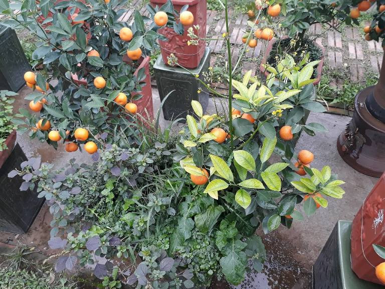 Quất được trồng cùng với những cây cỏ để nhà vườn đảm bảo với khách không phải quất “giả”.