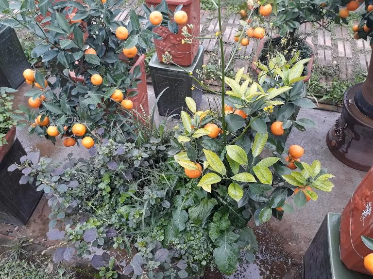 Quất được trồng cùng với những cây cỏ để nhà vườn đảm bảo với khách không phải quất “giả”.