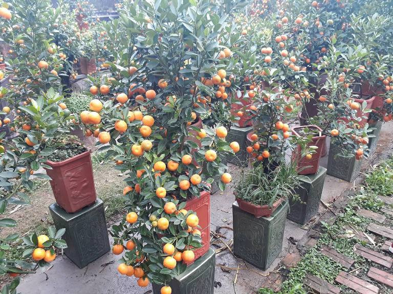 Những cây quất bonsai được tạo dáng gây thích thú cho người chơi.