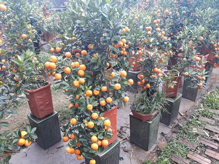 Những cây quất bonsai được tạo dáng gây thích thú cho người chơi.