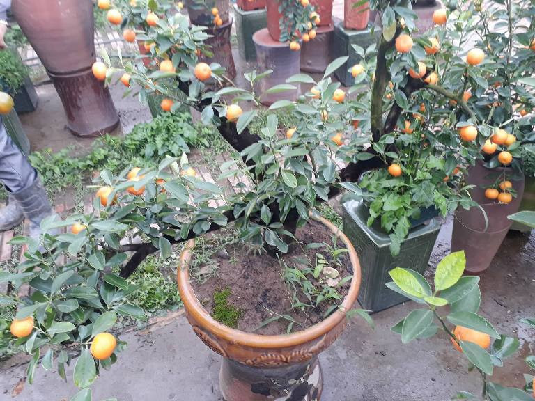 Gốc cây quất bonsai cổ thụ rêu phong.