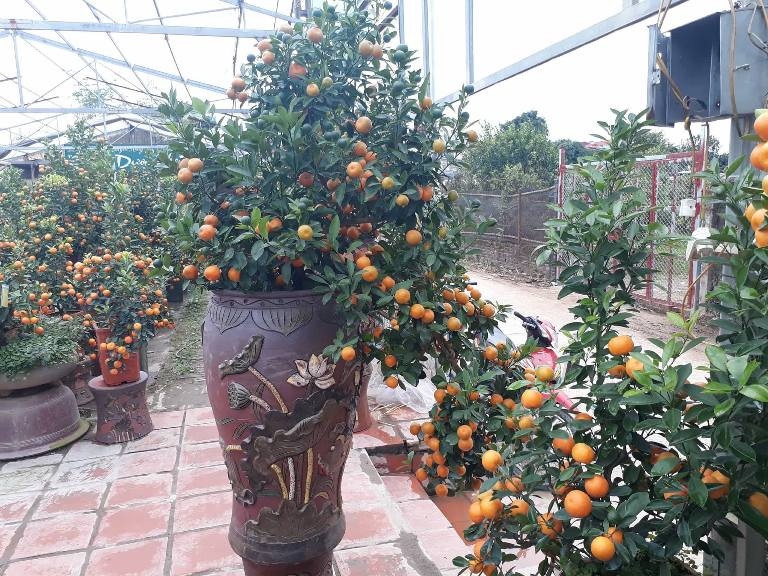 Những cây quất bonsai lộng lẫy ở vường quất Dương Gia.