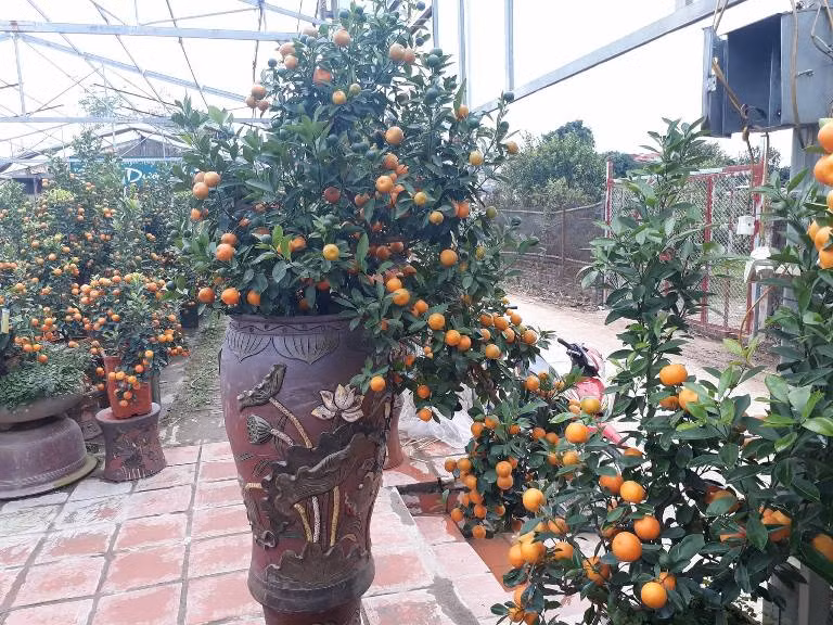 Những cây quất bonsai lộng lẫy ở vường quất Dương Gia.