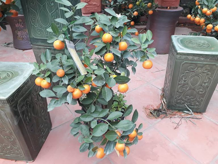 Những cây quất bonsai để bàn nhỏ xinh giá từ 500-800 đồng/cây.