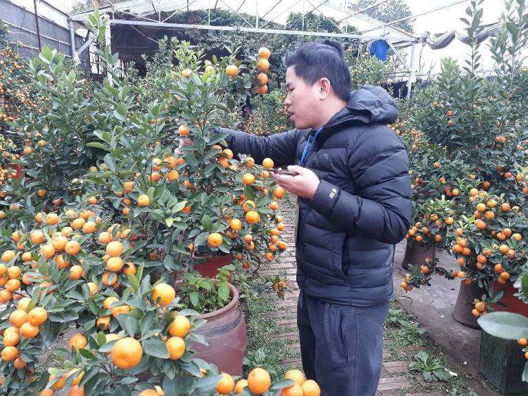 Thợ vườn tỉ mỉ chăm sóc cây quất bonsai sắp trước giờ giao cho khách.