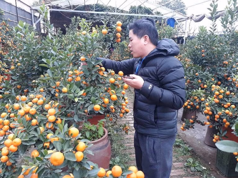 Thợ vườn tỉ mỉ chăm sóc cây quất bonsai sắp trước giờ giao cho khách.