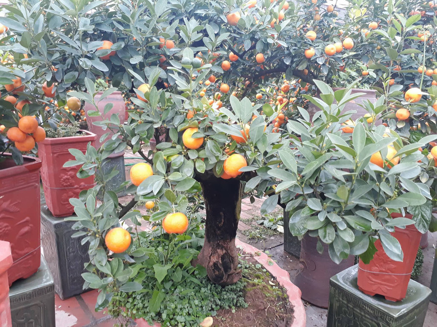 Gốc quất cho thuê với giá tiền triệu tại vườn quất Dương Gia.