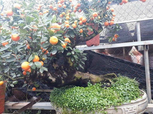 Một gốc quất cho thuê 15 triệu, có tuổi đời trên 30 năm.