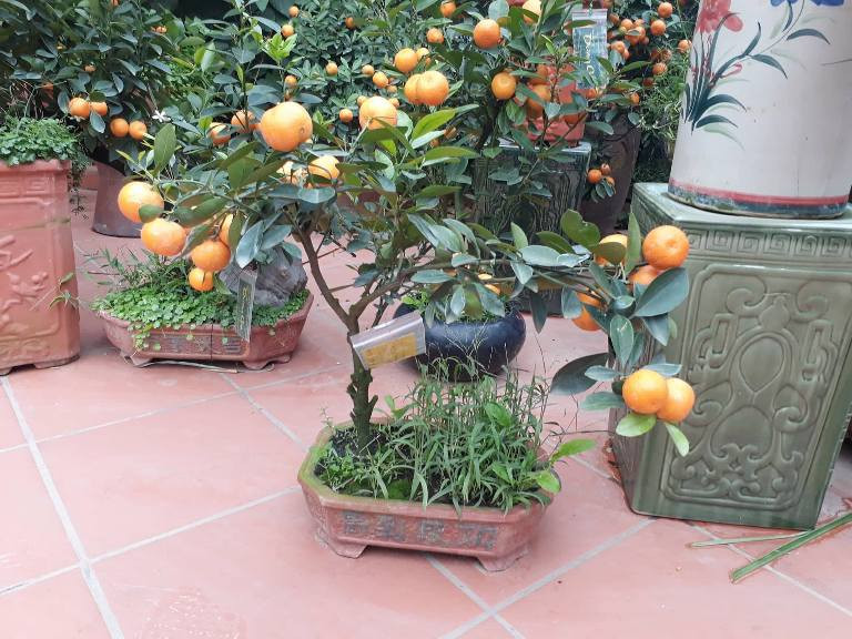 Những cây quất Dương Gia được gắn mác để đảm bảo thương hiệu, chất lượng.