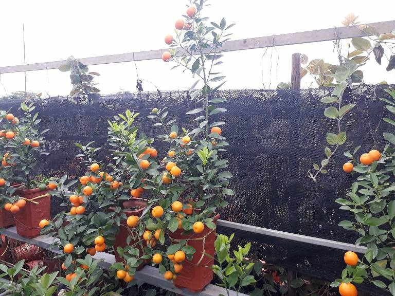 Cây quất bonsai được tạo dáng cao nhìn rất bắt mắt.