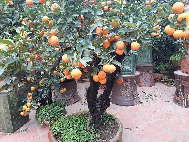 Chỉ thuê gốc quất bonsai này chơi tết, khách cũng phải trả tới tiền triệu.