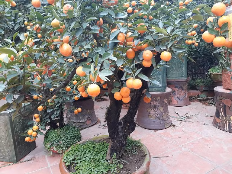 Chỉ thuê gốc quất bonsai này chơi tết, khách cũng phải trả tới tiền triệu.