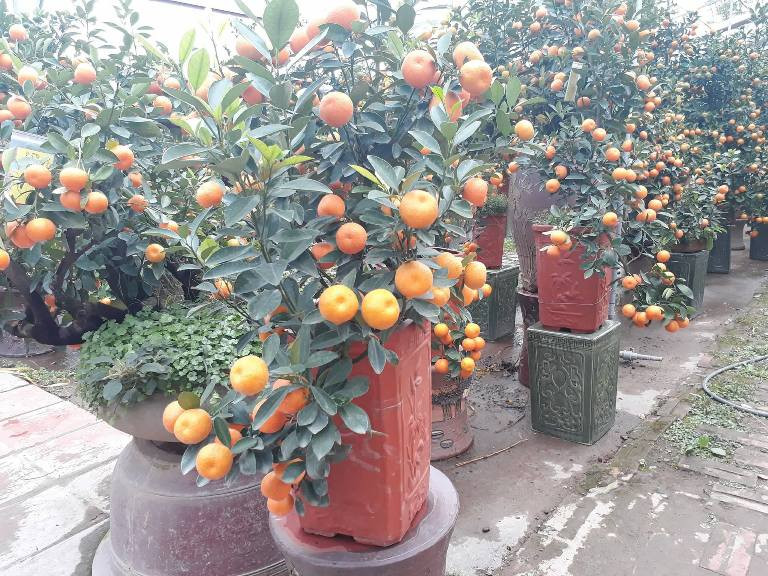 Những cây quất được trồng trên bình tươi tốt và đẹp mắt lạ thường.