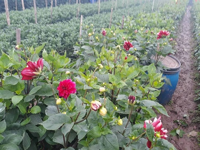 Luống hoa thược dược cũng nở trượt do thời tiết rét khiến hoa không thể nở được đúng thời điểm Luống hoa thược dược cũng nở trượt do thời tiết rét khiến hoa không thể nở được đúng thời điểm