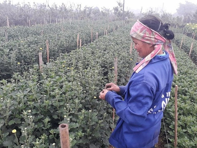 Bà Minh bên vườn hoa Cúc chưa kết bông, dù ngày Tết đã cận kề . Bà Minh bên vườn hoa Cúc chưa kết bông, dù ngày Tết đã cận kề .
