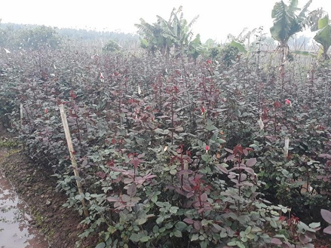 Luống hoa hồng nhà chị Mai thưa thớt được vài bông hồng Luống hoa hồng nhà chị Mai thưa thớt được vài bông hồng