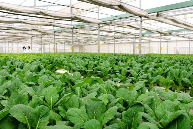 Rau trồng theo phương pháp thủy canh cho thu hoạch sau khoảng 30 đến 40 ngày Rau trồng theo phương pháp thủy canh cho thu hoạch sau khoảng 30 đến 40 ngày