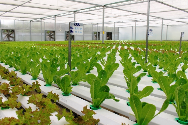 Sau khi ươm mầm, rau được chuyển sang các máng dung dịch để phát triển tối đa Sau khi ươm mầm, rau được chuyển sang các máng dung dịch để phát triển tối đa