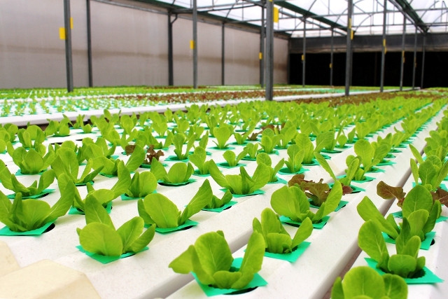 Rau được trồng trên giá thể và máng dung dịch theo quy trình 3 không và 5 sạch Rau được trồng trên giá thể và máng dung dịch theo quy trình 3 không và 5 sạch