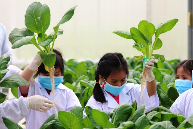 Bé Phạm Thanh An (giữa), học sinh lớp 2/1 Trường Lê Ngọc Hân cho biết: “Qua chuyến đi, con học được cách các cô các chú trồng rau, thu hoạch và bảo quản rau sao cho thật ngon và sạch.” Bé Phạm Thanh An (giữa), học sinh lớp 2/1 Trường Lê Ngọc Hân cho biết: “Qua chuyến đi, con học được cách các cô các chú trồng rau, thu hoạch và bảo quản rau sao cho thật ngon và sạch.”