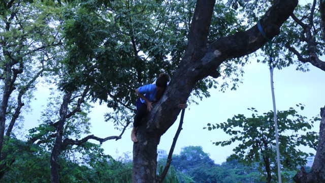 Nghệ sỹ đu dây, nhào lộn ngay trên cây đa phố đi bộ. Nghệ sỹ đu dây, nhào lộn ngay trên cây đa phố đi bộ.