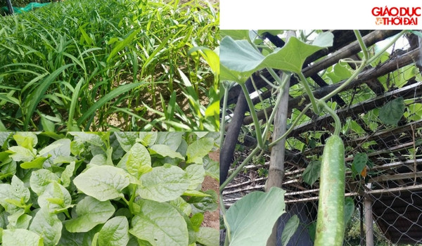 Rau “giải nhiệt” mùa hè – mùa nào rau ấy Rau “giải nhiệt” mùa hè – mùa nào rau ấy