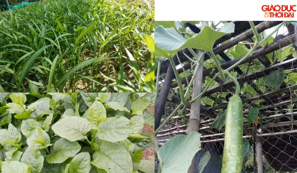 Rau “giải nhiệt” mùa hè – mùa nào rau ấy