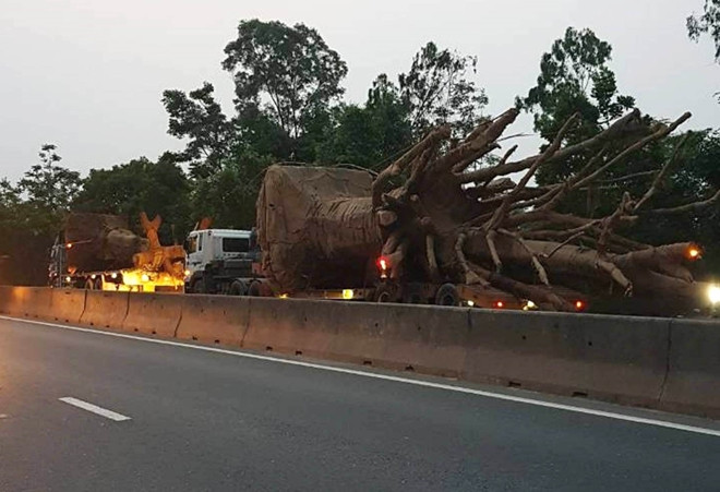 Các xe chở cây cổ thụ đều vượt quá chiều dài, quá tải cầu đường từ 20-50%. .Ảnh CAND
