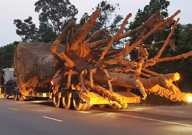 Xe container kéo theo rơ moóc chở cây cổ thụ lưu thông qua tuyến QL1A tỉnh Thừa Thiên- Huế bị CSGT bắt giữ. Ảnh CAND
