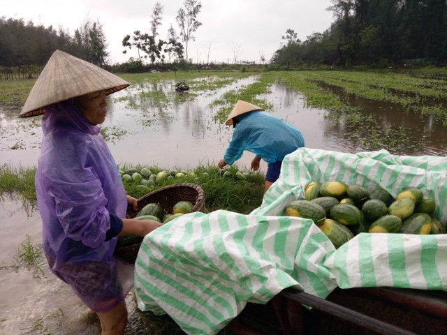 Người dân thu vớt dưa hấu dưới ruộng ngập nước.