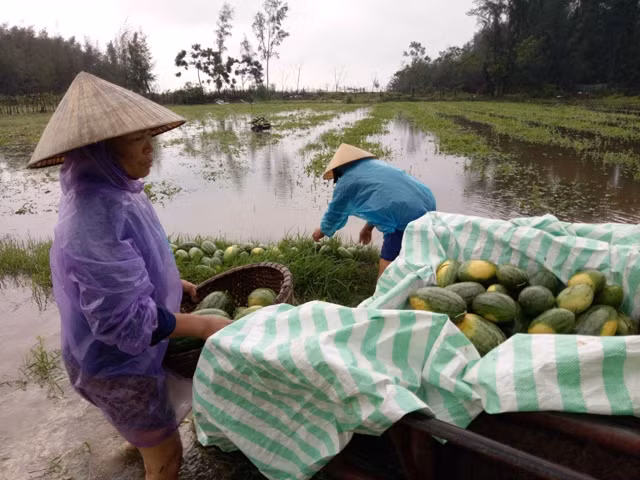 Người dân thu vớt dưa hấu dưới ruộng ngập nước.