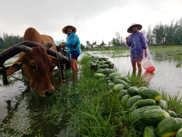 Người dân xã Quảng Nham, Quảng Xương, Thanh Hóa đi thu vớt dưa hấu dưới ruộng nước.
