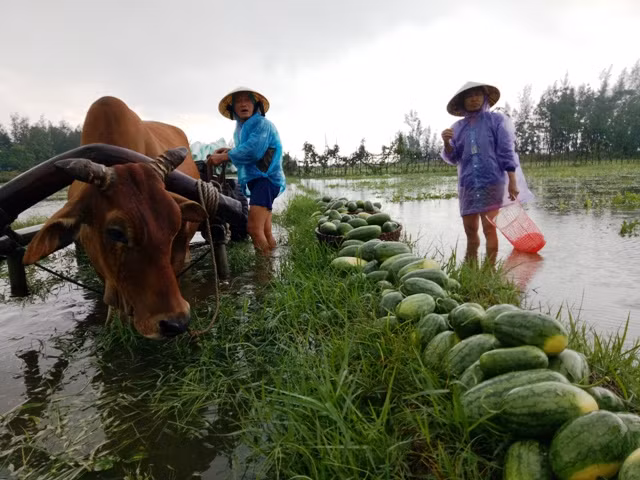 Người dân xã Quảng Nham, Quảng Xương, Thanh Hóa đi thu vớt dưa hấu dưới ruộng nước.