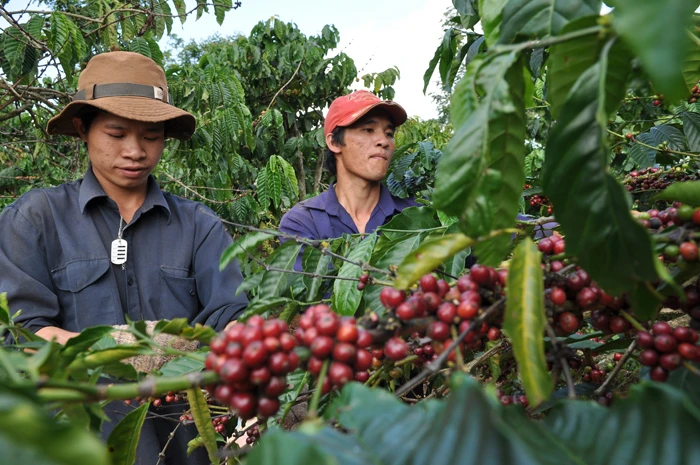 Cơ cấu hàng xuất khẩu hàng hoá của Việt Nam vẫn chưa thực sự thay đổi, chủ yếu vẫn là gia công và xuất khẩu hàng thô. Ảnh: theo VGP