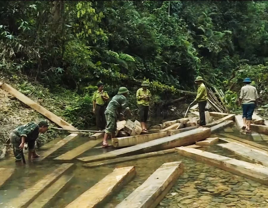 Gỗ lậu do lâm tặc khai thác tại tiểu khu 19 xã Thanh Hóa huyện Tuyên Hóa tỉnh Quảng Bình.