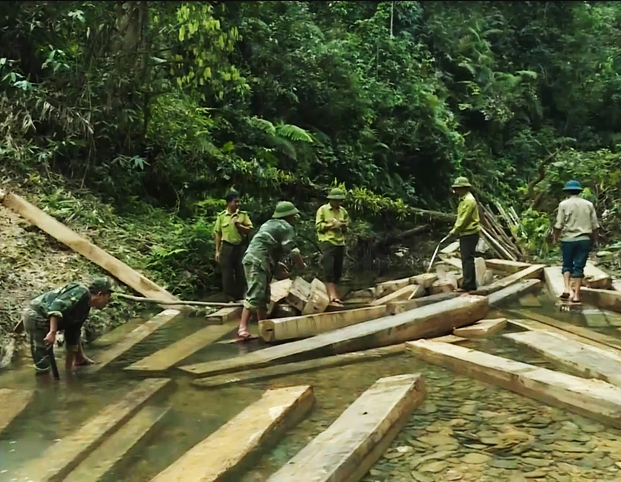 Gỗ lậu do lâm tặc khai thác tại tiểu khu 19 xã Thanh Hóa huyện Tuyên Hóa tỉnh Quảng Bình.