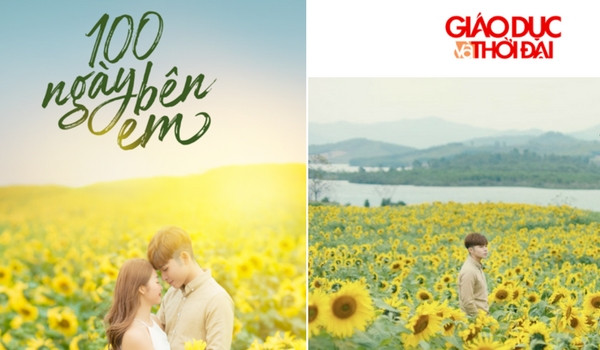 Hình ảnh Hoa hướng dương ngập tràn màn hình và ấn tượng.