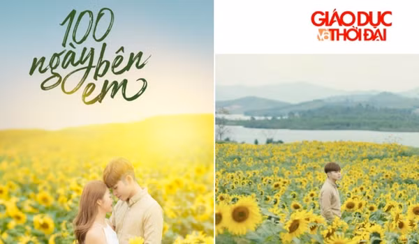 Hình ảnh Hoa hướng dương ngập tràn màn hình và ấn tượng.