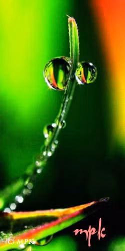 Tác phẩm trong bộ ảnh “Mầm”