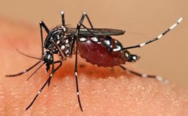 Chống dịch Sốt xuất huyết kiểu… Hà Nội