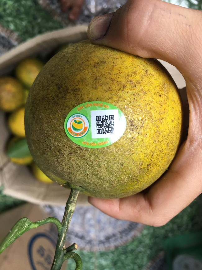 “Giống cam Vinh được dán tem truy xuất nguồn gốc” “Giống cam Vinh được dán tem truy xuất nguồn gốc”